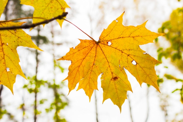 Feuille d'érable jaunie sur une branche d'arbre