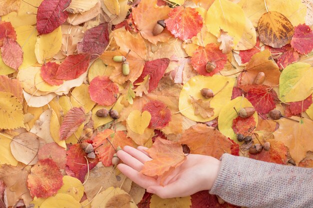 Feuille d'érable à la main en plein air