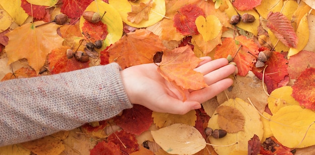 Feuille d'érable à la main en plein air