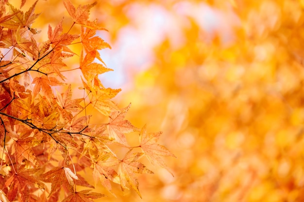 Photo feuille d'érable momiji d'automne