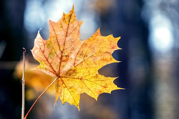 Feuille d'érable orange sèche dans la forêt sur fond d'arbres