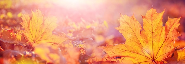 Feuille d'érable orange sur le sol dans les rayons du soleil Feuilles d'automne Fond d'automne