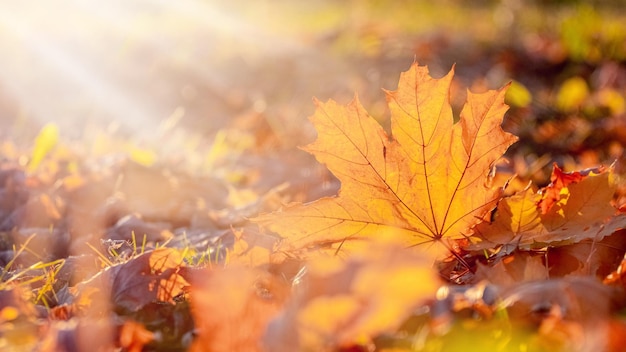Feuille d'érable orange sur le sol dans les rayons du soleil Feuilles d'automne