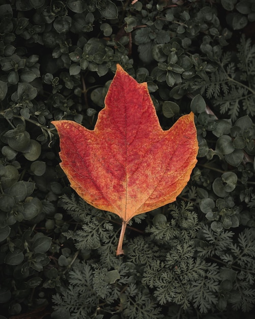 feuille d'érable rouge au sol