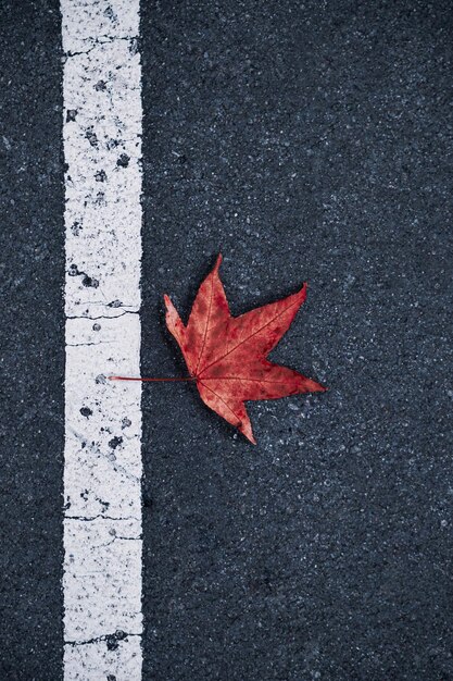 Photo la feuille d'érable rouge à l'automne les feuilles d'automne