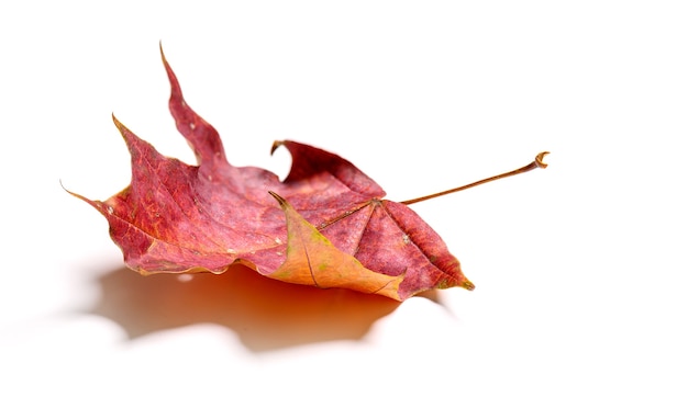 Feuille d'érable rouge d'automne isolé sur fond blanc