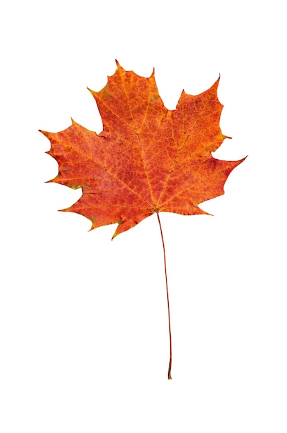 Feuille d'érable rouge d'automne isolé sur fond blanc