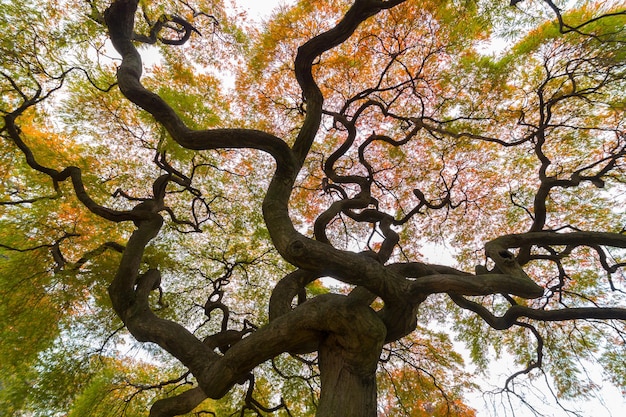 Feuille d'érable rouge colorée d'automne sous l'arbre d'érablexA