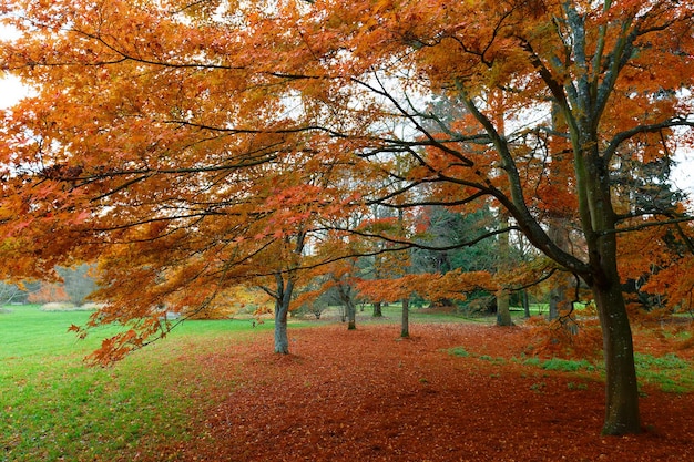 Feuille d'érable rouge colorée d'automne sous l'érable