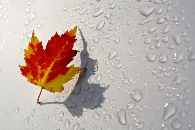 Feuille d'érable rouge et jaune avec ombre sur fond argent ou gris avec des gouttes de pluie automne consentement