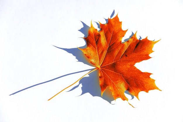 Feuille d'érable rouge avec son ombre sur fond blanc