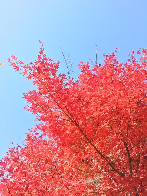 feuille d'érable rouge