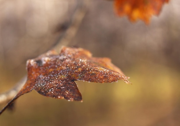 Feuille d'érable sèche en gelée en automne sur fond beige