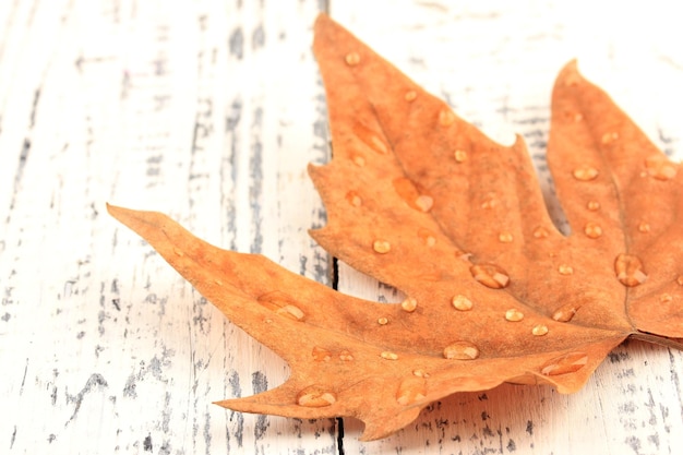 Feuille d'érable sèche avec des gouttes sur fond de bois