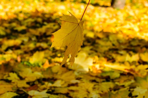 La feuille d'érable tombe dans un parc Concept d'automnetombe dans un parc Concept d'automne