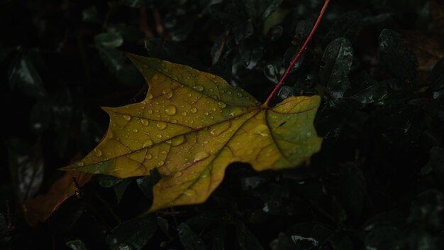 Feuille d'érable tombée avec des gouttes de pluie