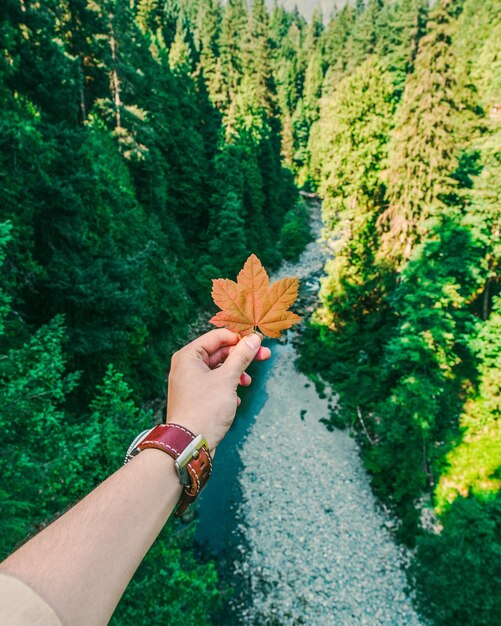 Photo feuille d'érable à whistler