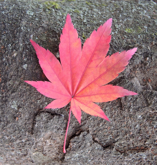 Feuille d&#39;érable