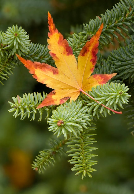 Feuille d&#39;érable