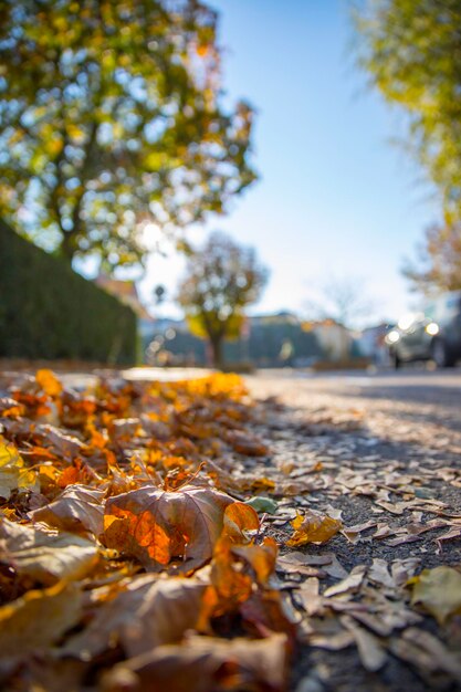 Feuille sur l'espace de copie d'automne de la rue