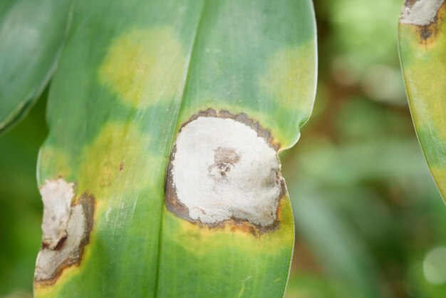 La feuille est endommagée par une maladie fongique