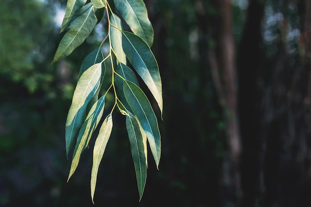 Feuille d'eucalyptus, fermé, beau vert, arrière-plan flou