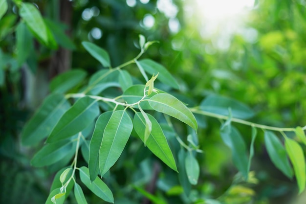 Feuille d'eucalyptus fermée beau fond vert flou