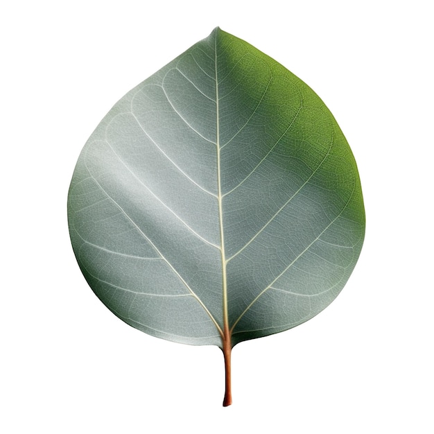 Feuille d'eucalyptus isolée sur fond avec IA générative