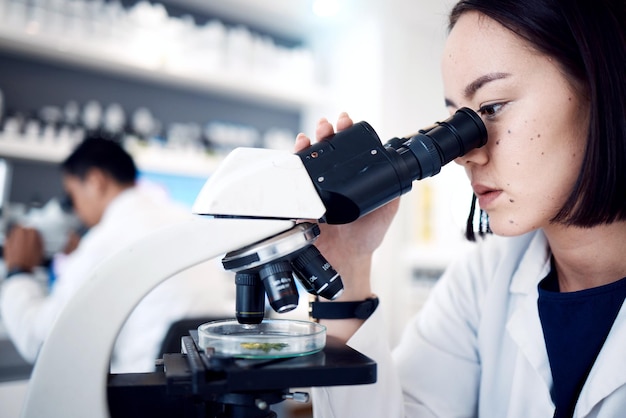 Feuille de femme et scientifique avec microscope pour les tests ou l'analyse des plantes de recherche Biotechnologie des sciences alimentaires et femme médecin ou botaniste avec boîte de Pétri médicale pour l'expérience ogm en laboratoire