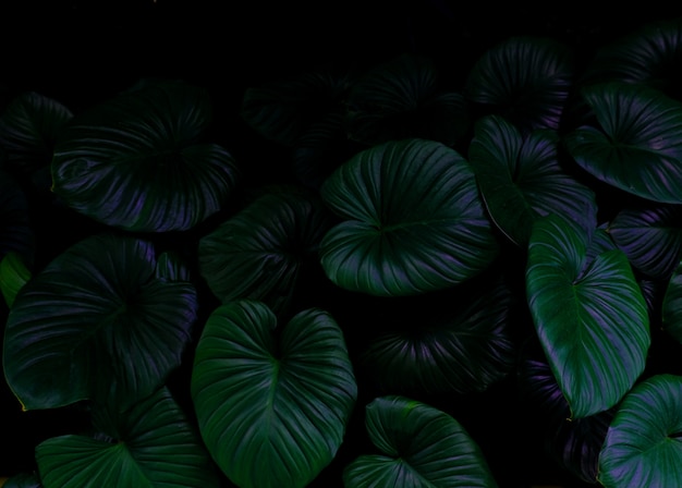 Feuille de feuillage vert tropical sur fond sombre dans la forêt tropicale naturelle.