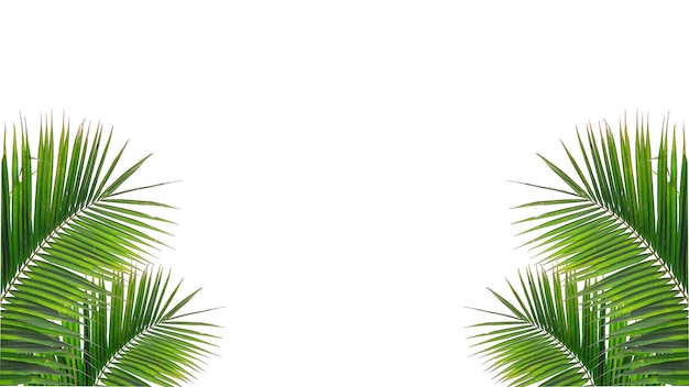Feuille De Feuilles De Noix De Coco Isolé Sur Fond Blanc