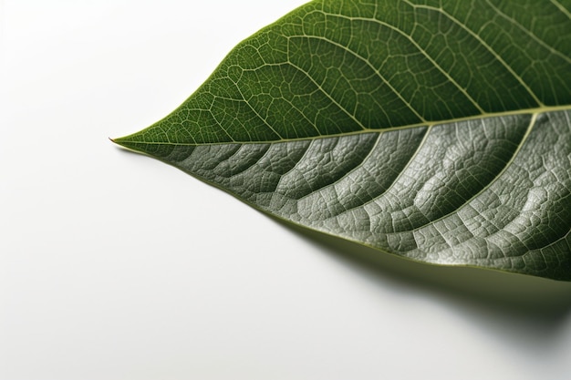 Une feuille avec un fond blanc