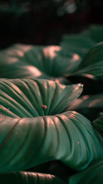 Feuille de fond de la nature Homalomena