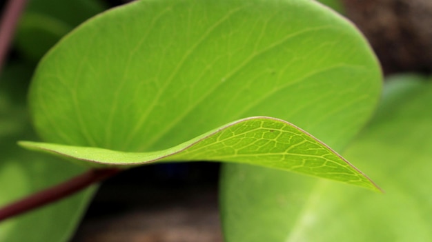 Une feuille en forme de S