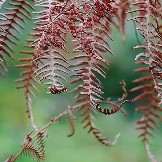 la feuille de fougère brune