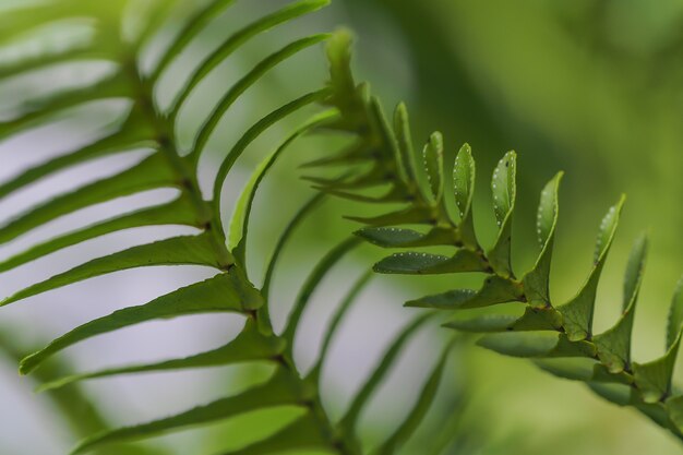 Feuille de fougère Close-up pour le fond