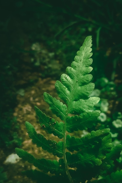 Une feuille de fougère de couleur verte