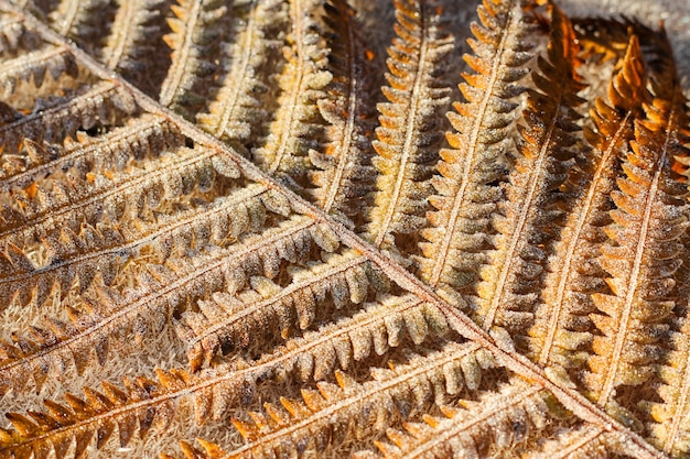 Une feuille de fougère dans la forêt est couverte de givre. le premier gel de l'automne. fond d'automne, mise au point sélective