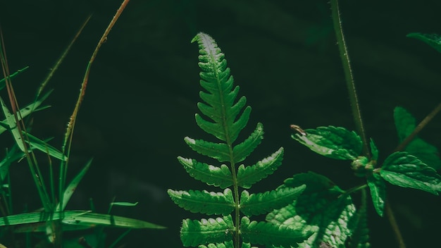 Une feuille de fougère dans une forêt sombre