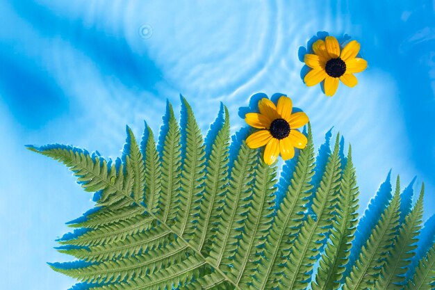 Feuille de fougère fleurs jaunes sur un fond d'eau bleue sous la lumière naturelle vue de dessus mise à plat