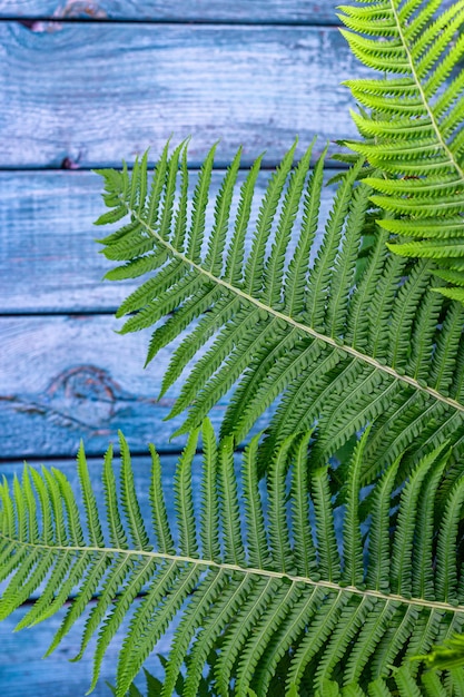 Feuille de fougère sur fond de bois bleu, photo verticale, place pour le texte.