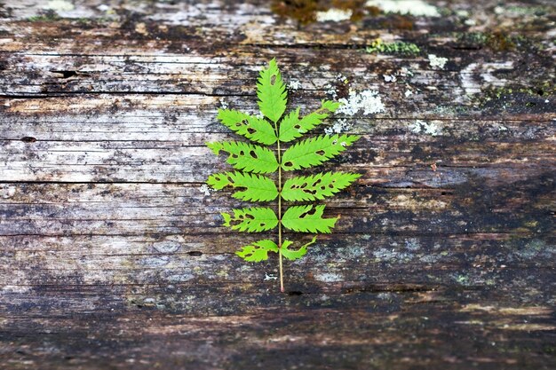 Feuille de fougère sur fond de bois