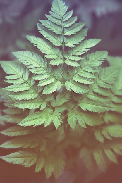 Feuille de fougère fond naturel naturel plein écran