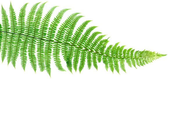 Feuille de fougère isolée de la simplicité de la nature sur un fond blanc propre Beauté botanique minimaliste