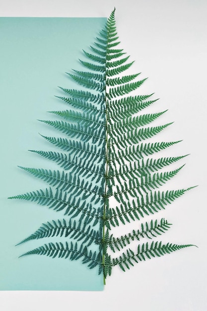 Feuille de fougère naturelle à la frontière d'une feuille de papier verte et sur fond blanc