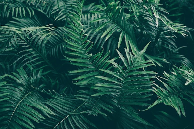 Feuille de fougère tropicale fond de nature verte