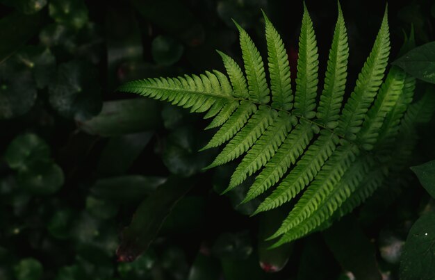 Feuille de fougère vert foncé