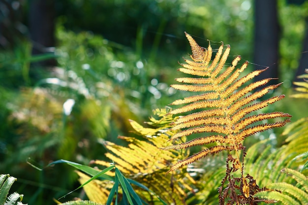 Feuille de fougère vert jaune à l'automne avec lumière d'automne Feuille de fougère en premier plan