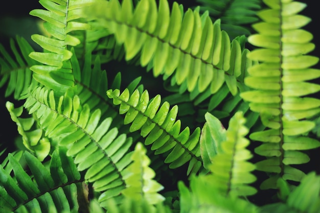 Feuille de fougère vert nature fond feuille de fougère