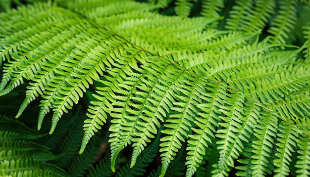 Feuille de fougère verte en fond naturel